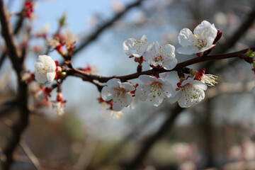 Cherry blossom tree blooms in a sunny park during spring showcasing delicate white flowers with hints of pink
