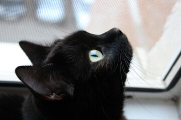 Black cat gazes intently at the window during a sunny afternoon in a cozy home setting