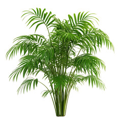 A 3D Bamboo Palm Plant with Long Feathery Leaves Isolated on Transparent Background