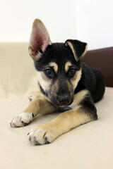 Cute puppy resting on a light-colored surface with one ear flipped and playful expression, showcasing fluffy fur and vibrant eyes