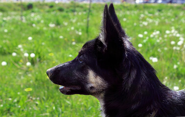 Black dog enjoying a sunny day in a grassy field with blooming dandelions at a park in springtime