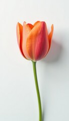 Fototapeta premium A single petal from an unopened flower on white background, flower, floral