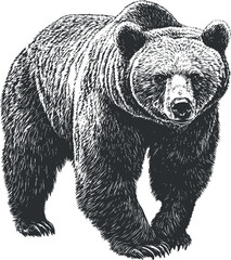 Fototapeta premium Detailed monochrome illustration of a grizzly bear, showcasing its powerful and majestic presence.