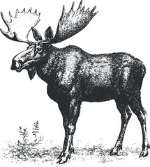 Detailed black and white illustration of a moose with large antlers in a natural setting.
