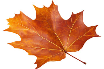 Fototapeta premium Rustic Autumn Maple Leaf, Isolated on White Background