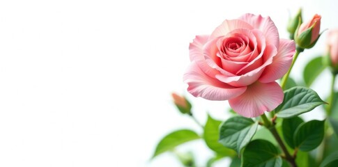 Blooming flower with lush green foliage against a pure white background, color, botanical