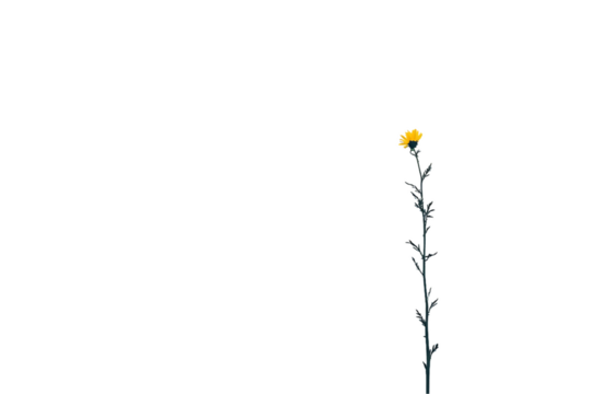 Solitary Yellow Wildflower on White Background Minimalist Photography