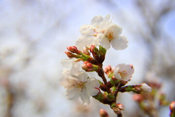 Fototapeta premium 満開の桜の花