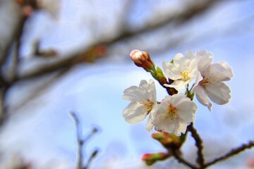 満開の桜の花