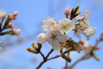 満開の桜の花