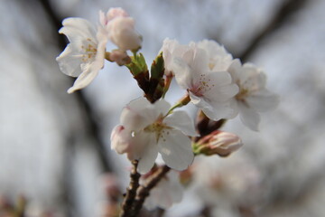 満開の桜の花