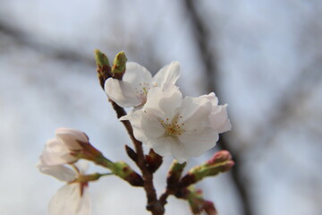 Obraz premium 満開の桜の花