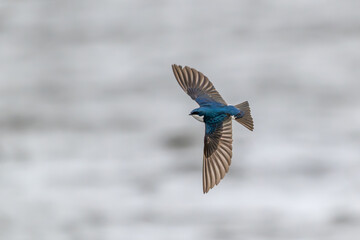 Tree swallow in flight over a lake.