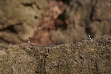 Encounter Between Mini People on Stone