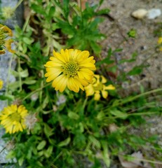 yellow dandelions in the garden