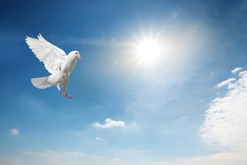 Beautiful white dove flying in sky under sunlight