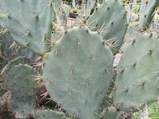 Desert Plant Cactus Background.