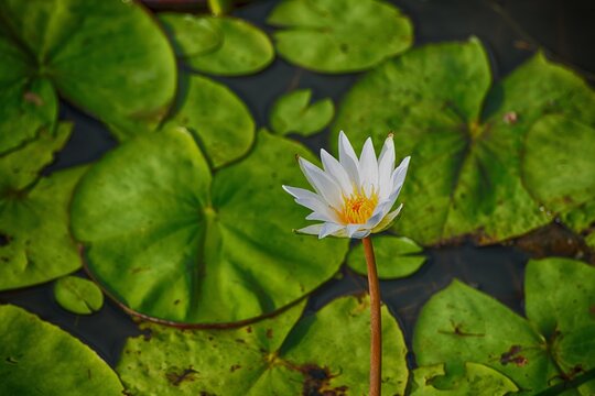 White water lily and lily pads