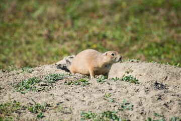 Prairie dog on mound