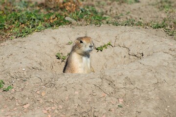 Prairie dog in burrow