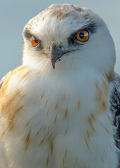 Black Shouldered Kite