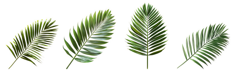Fototapeta premium Tropical Green Leaves Collection on a Transparent Background, Isolated on Transparent Background