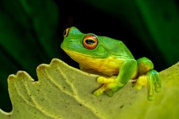 Red eyed tree frog