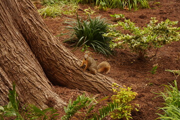 Fox Squirrel on a Tree Trunk