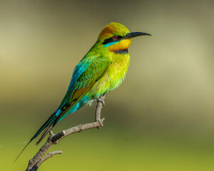 Rainbow Bee-eater