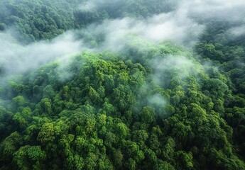 Rainforest Conservation and Carbon Absorption in Lush Tropical Ecosystems