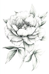 Fototapeta premium A Detailed Pencil Drawn Illustration of a Beautiful Flowering Peony