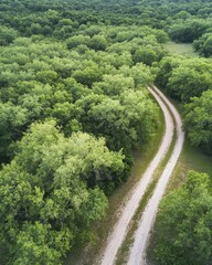 
Aerial view of a forest road, drone photograph, top-down perspective