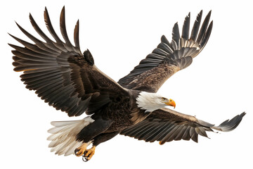 Obraz premium Bird Of Prey In Flight Against White Background of Sky,Majestic eagle soaring in the sky, cut out - stock png,a bird flying with wings spread,A finely crafted digital illustration of a bald eagle soar