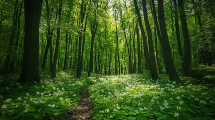 Obraz premium Serene Green Forest Path Sunlight Springtime Blossoms Peaceful Nature Trail Tranquil Woodland Scene Lush Greenery Vibrant Sunlight Beams Forest Floor Wildflowers Natural Beauty Picturesque Landscape 