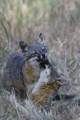 Island Foxes Bonding