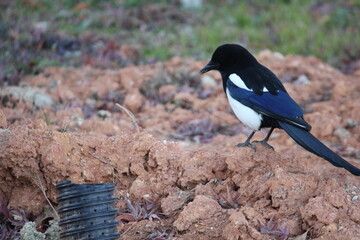 Image of a magpie searching for food on the Daecheongcheon Trail