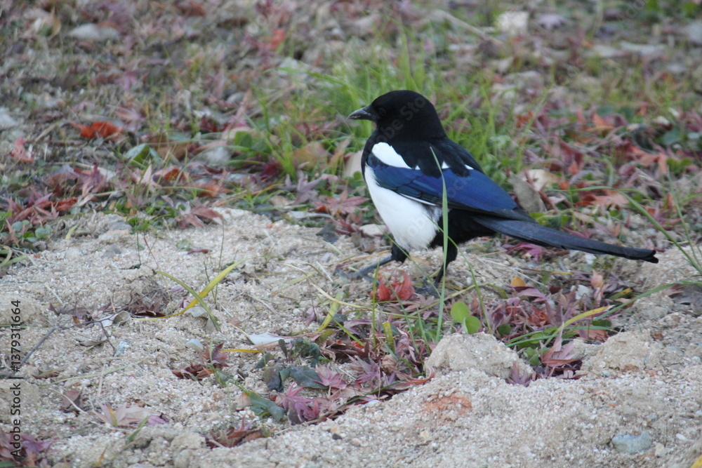 Canvas Prints image of a magpie searching for food on the daecheongcheon trail