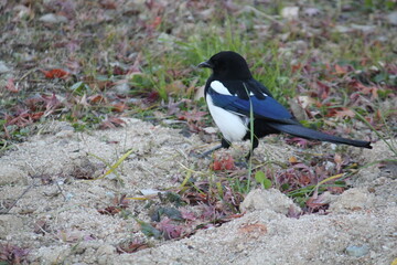Image of a magpie searching for food on the Daecheongcheon Trail