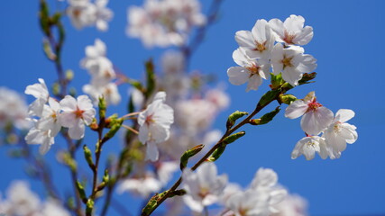 Fototapeta premium 활짝 핀 벚꽃