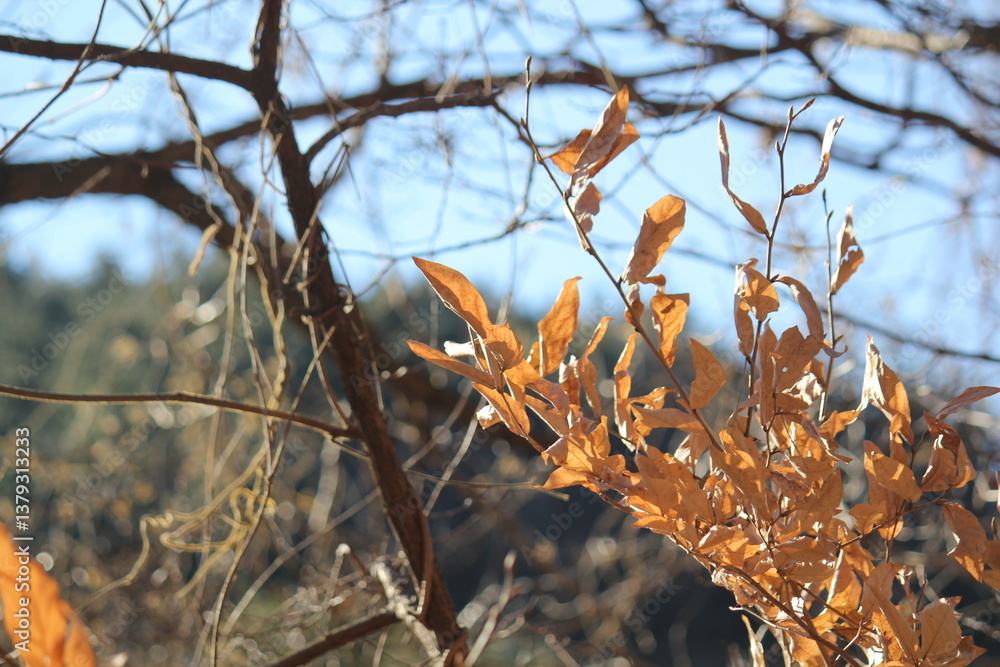 Canvas Prints image of beautiful maple trees in bloom along the daecheongcheon stream trail