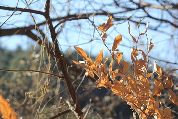 Image of beautiful maple trees in bloom along the Daecheongcheon Stream trail