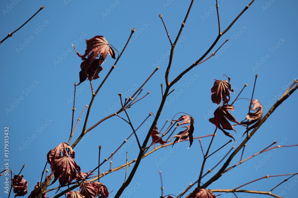 Canvas Prints image of beautiful maple trees in bloom along the daecheongcheon stream trail