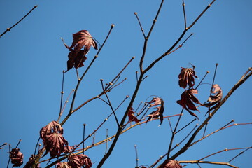 Image of beautiful maple trees in bloom along the Daecheongcheon Stream trail