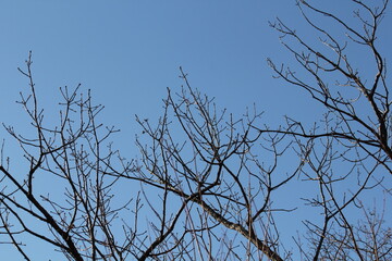 Image of trees blooming on the Daecheongcheon Stream trail in winter