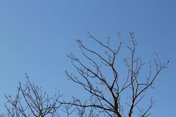 Image of trees blooming on the Daecheongcheon Stream trail in winter