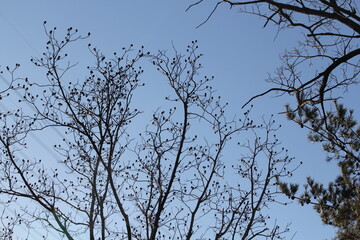 Image of trees blooming on the Daecheongcheon Stream trail in winter
