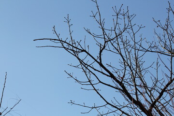 Image of trees blooming on the Daecheongcheon Stream trail in winter