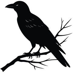 Fototapeta premium crow black silhouette vector art illustration