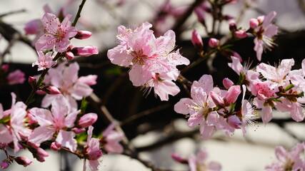 Obraz premium 활짝 핀 복사꽃