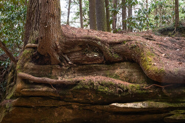 Tree roots growing over rocky cliff in Kentucky's Red River Gorge